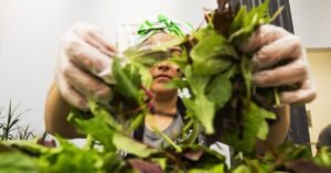 Social Media News: Salad Chains Are Seeing Foot Traffic
