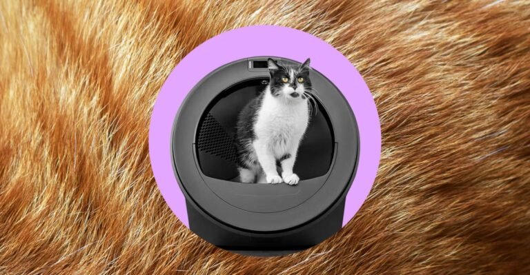 Cat Litter Robot Says Feline Friends Have Swapped Bodies